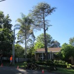 Removal of large Himalayan Cedar (Cedrus deodara) - 9:00am