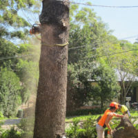 Removal of large Himalayan Cedar (Cedrus deodara) - 12:00pm