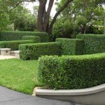 hedge trim 1