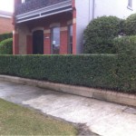 hedge trim 3
