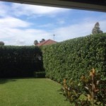 hedge trim 4