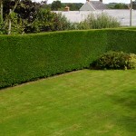 hedge trim 5