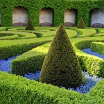 hedge trim2
