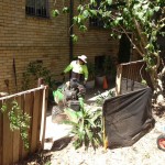 stump grinding 1
